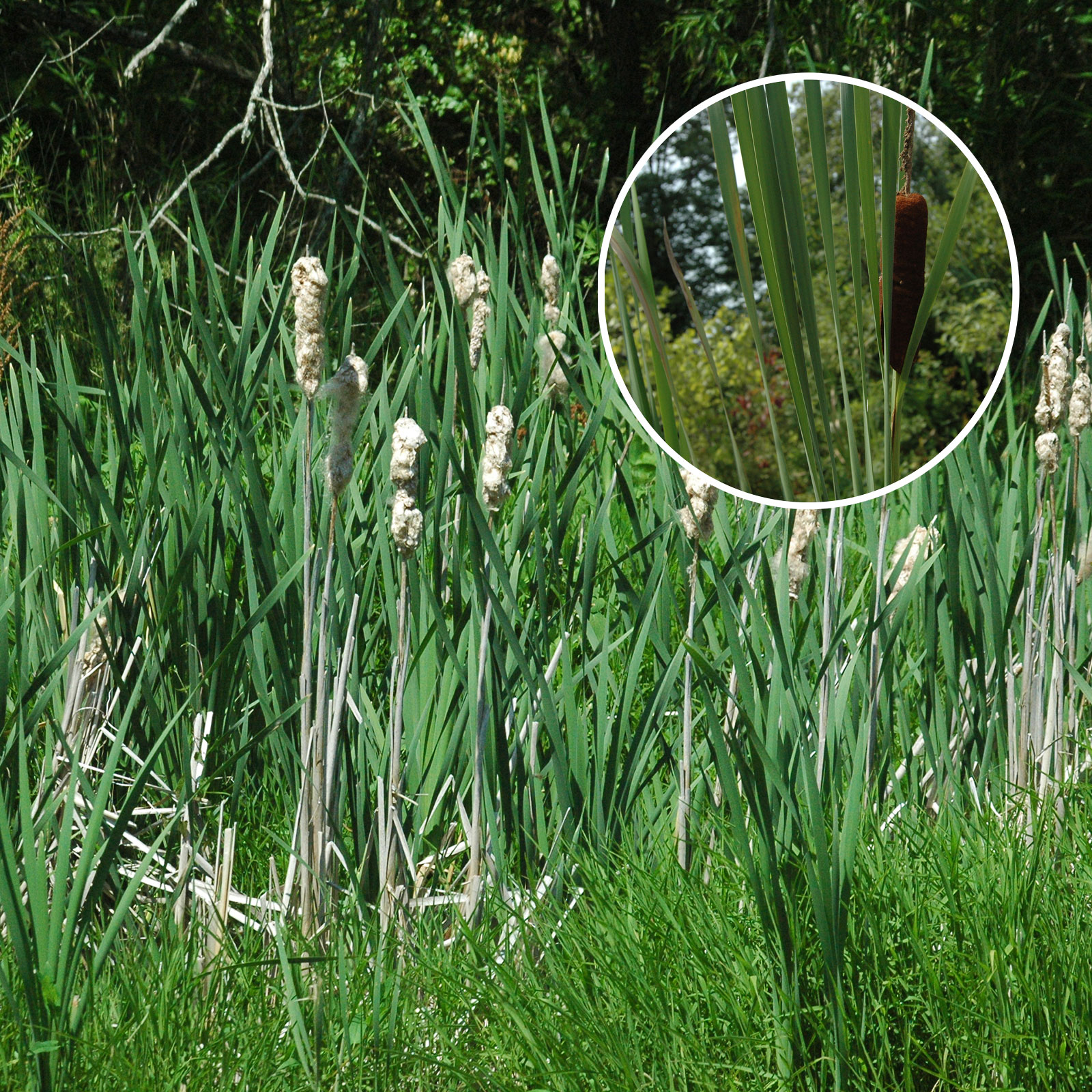 Cattail Pond Vegetation