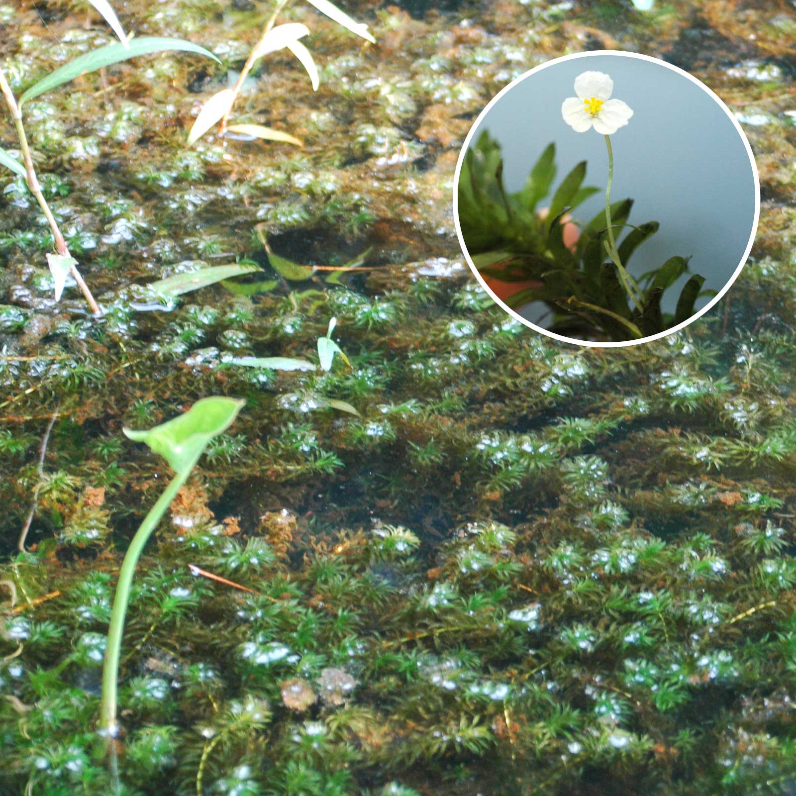 Egeria aquatic vegetation