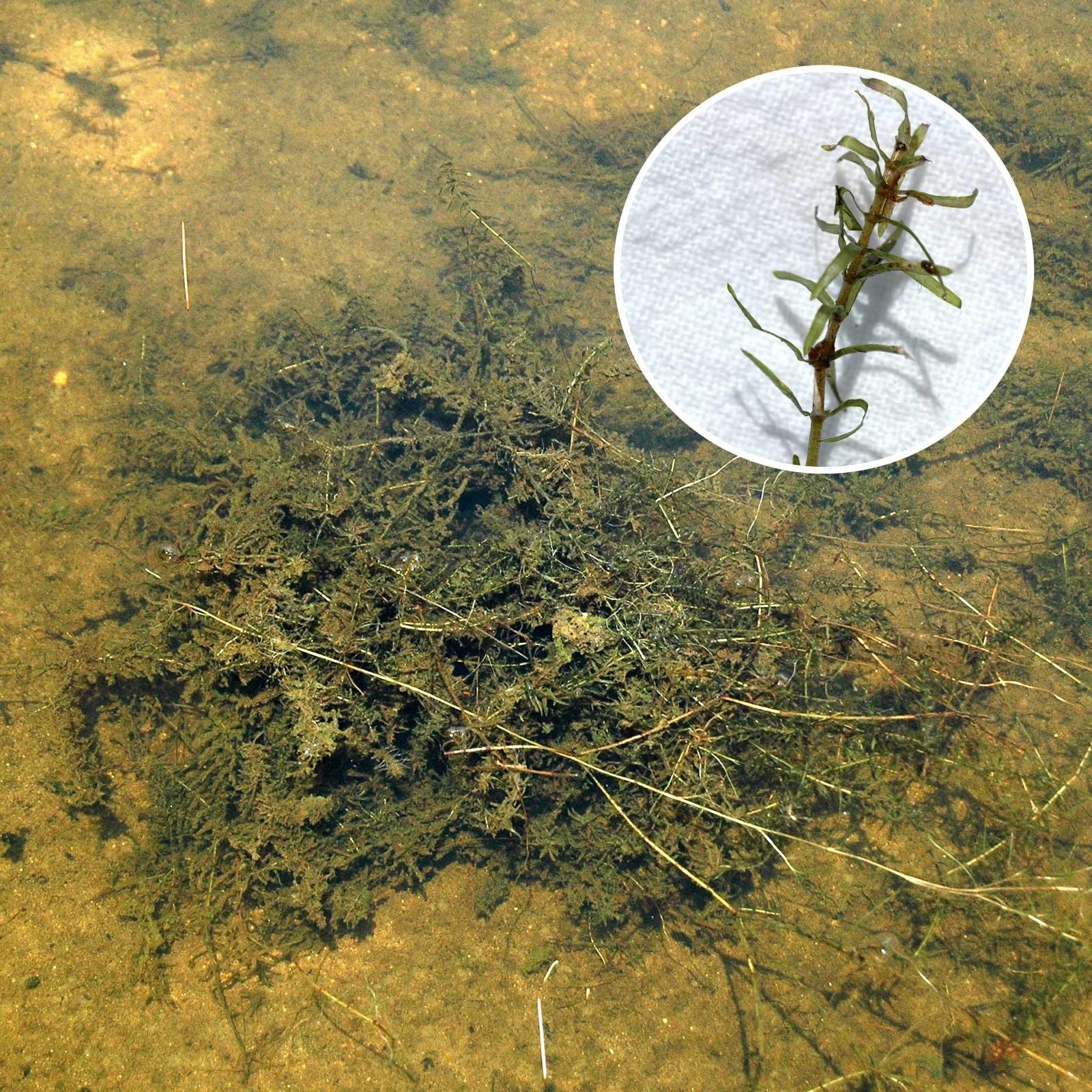 Eloda submerged Aquatic Vegetation