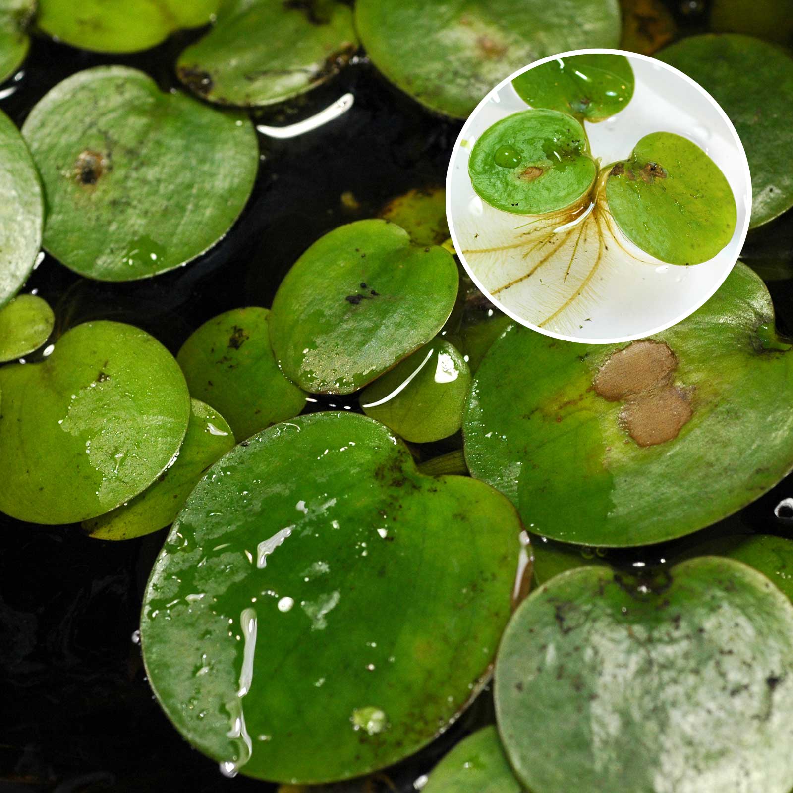 Frogsbit Pon & Lake Vegetation