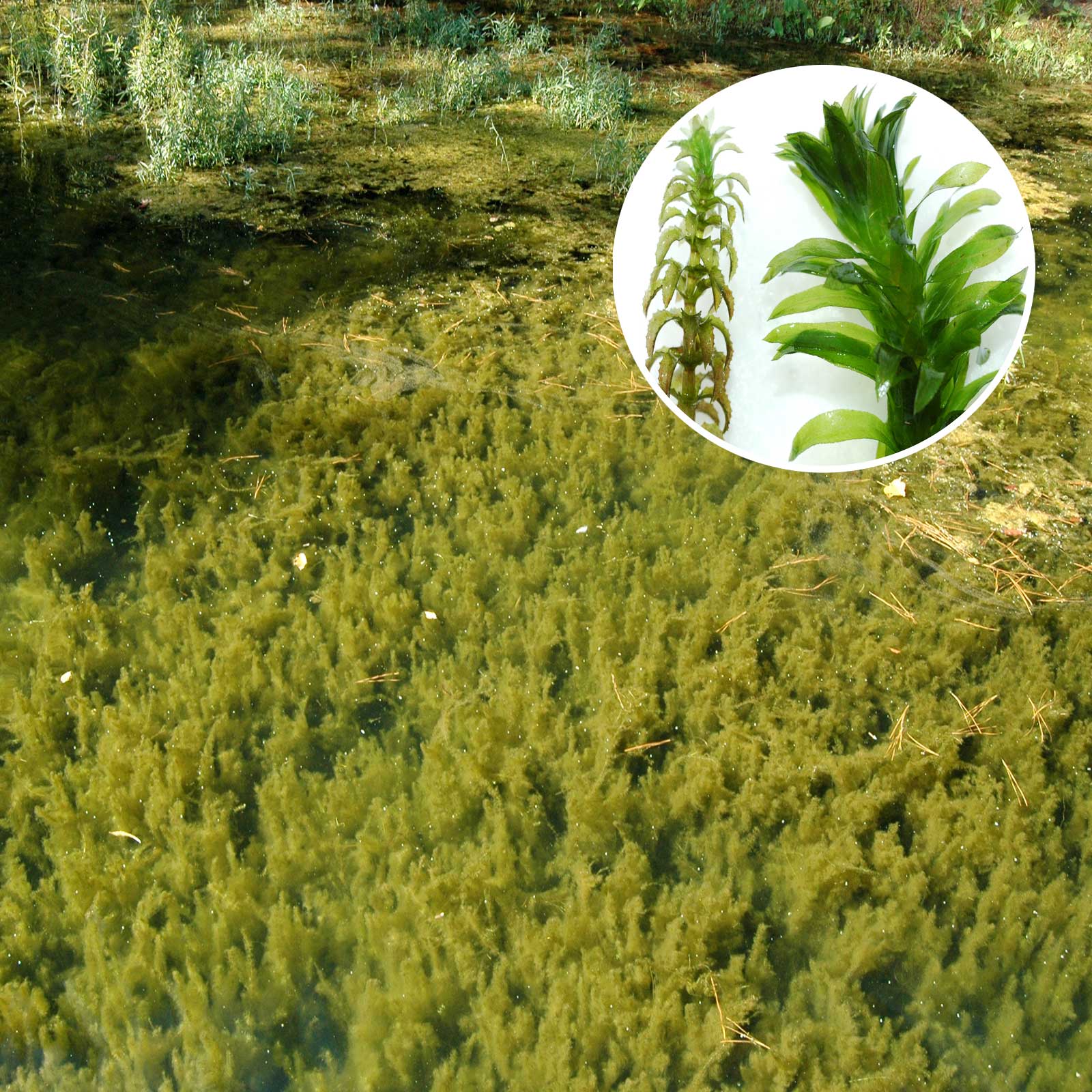 Hydrilla Pond Weed