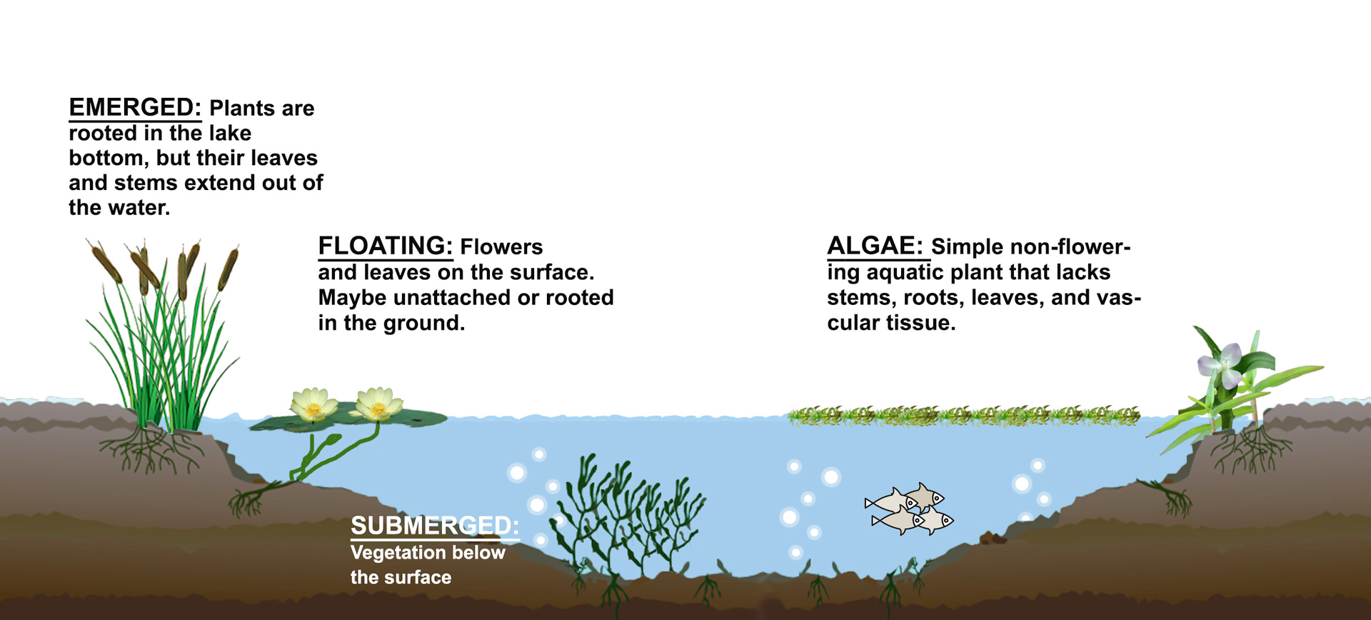Algae & Weed Identification Clean Ponds Pond Lake Management