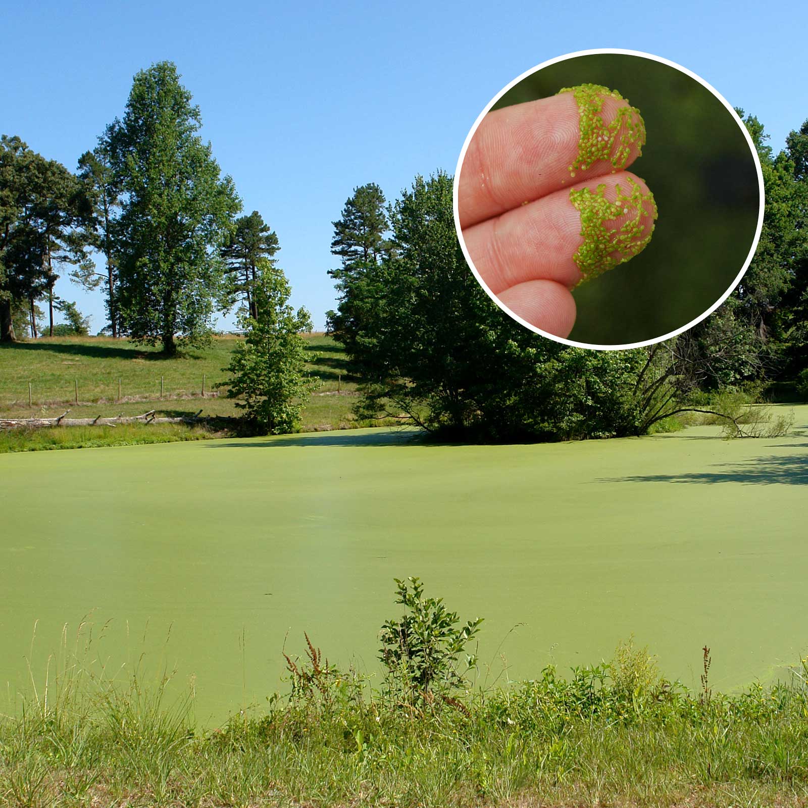 Watermeal infestation in a pond