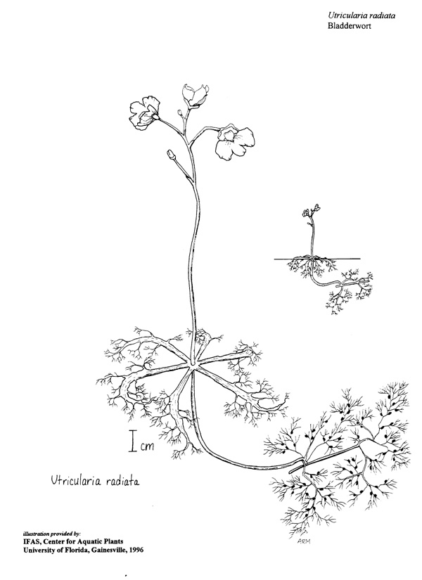 Bladderwort Aquatic Vegetation