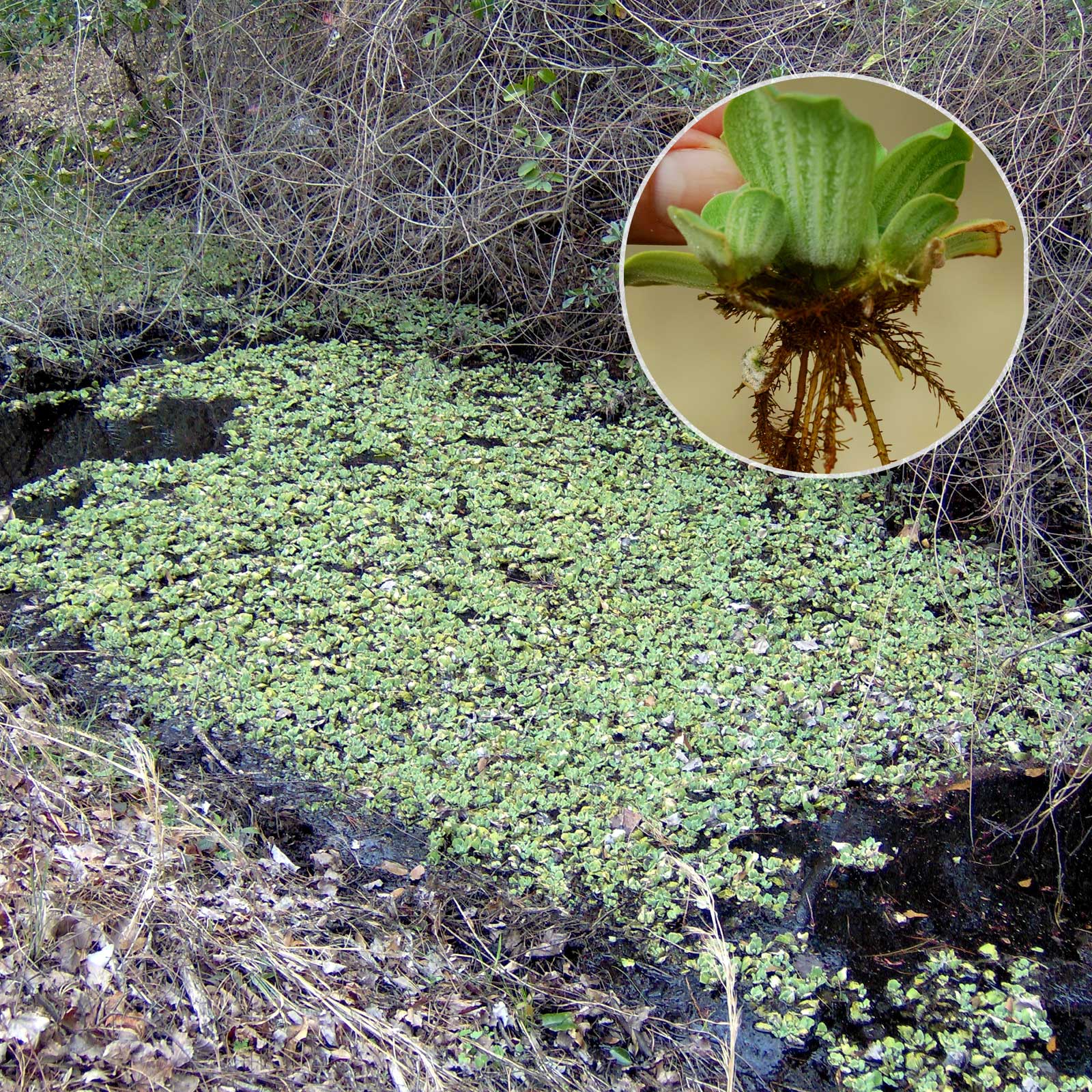 Water-Lettuce Vegetation Identification and Treatment by Pond Lake Management