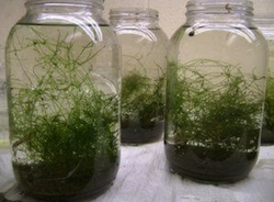 Macro-Algae Plant Like Algae