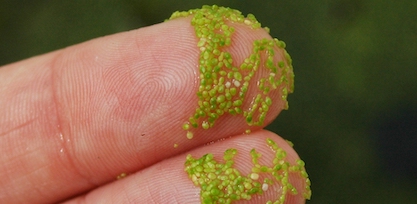 Algae Identification of Watermeal