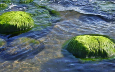 Algae Identification and Maintenance