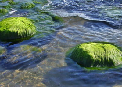 Spirulina Algae