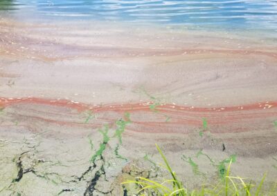 Red Algae Blooms in Ponds and Lakes