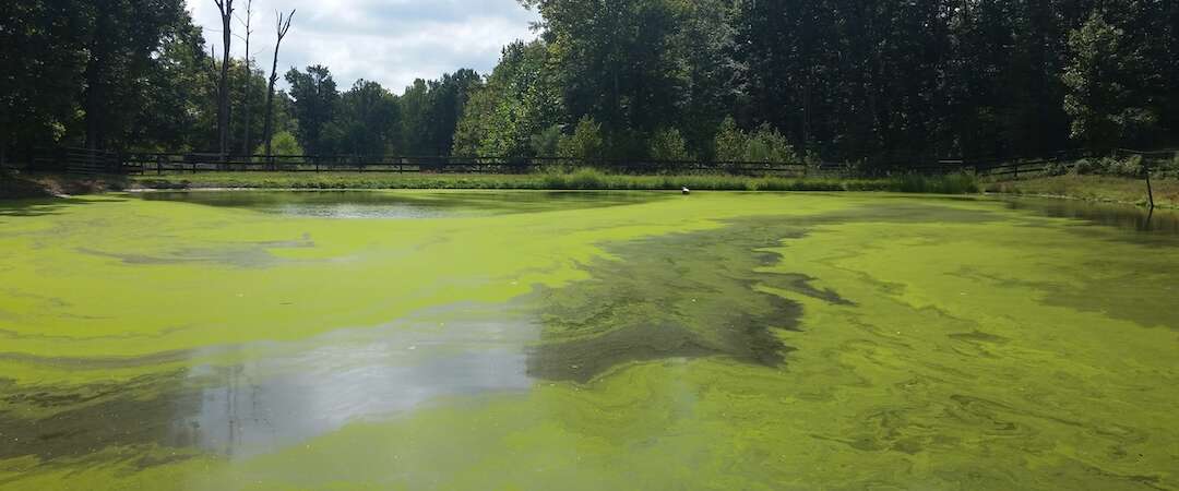 Algae Blooms: Causes and Solutions