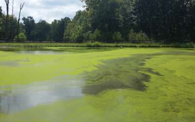 Algae Blooms: Causes and Solutions
