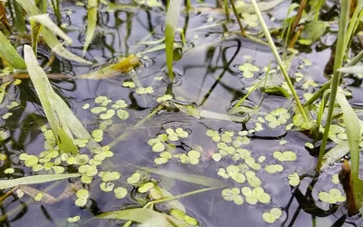 Effectively Control Pond Weeds in Your Ponds