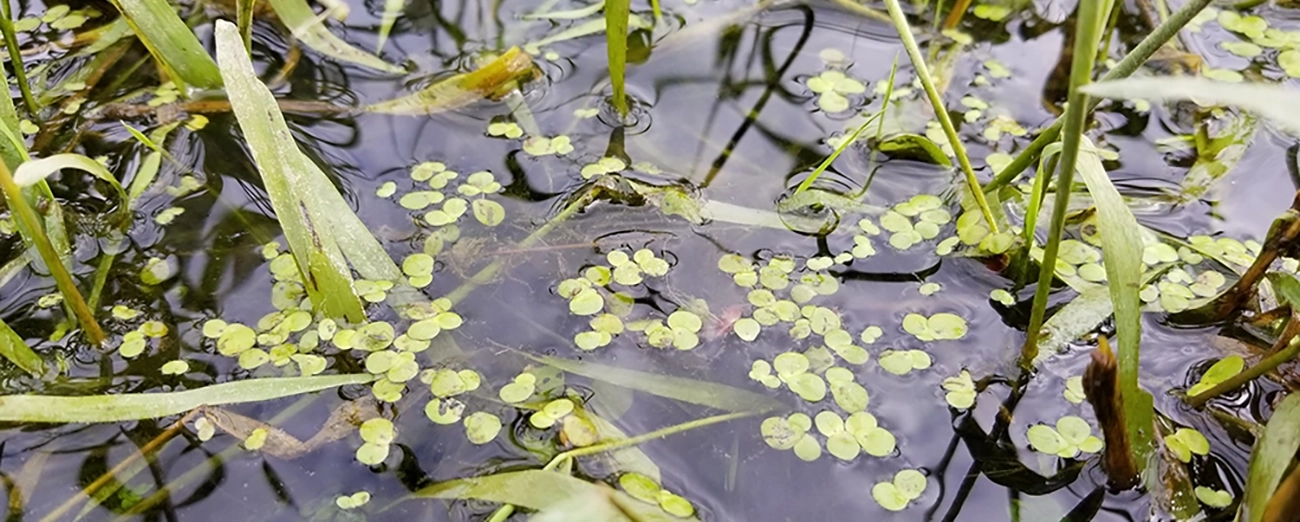 Control Aquatic Weeds like Duck weed and other weeds and Algae