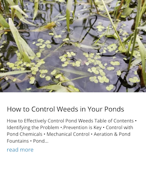 Weeds in a Pond