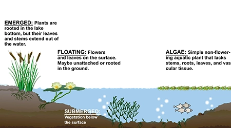 Aquatic Vegetation Control
