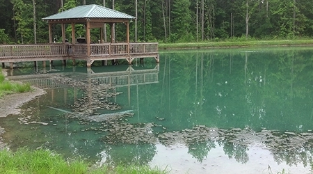Add Alum to your Pond Add Alum to your pond
