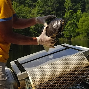 Turtle Trap Turtle Trap Solutions