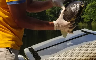 A Dive into Turtle Trap Solutions