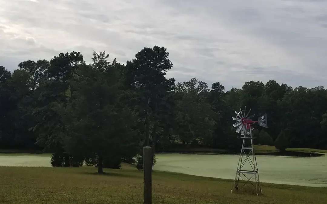 Algae Blooms: Causes and Solutions