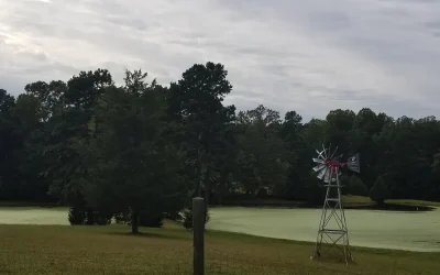 Better Pond Blog 34 Algae Blooms: Causes and Solutions