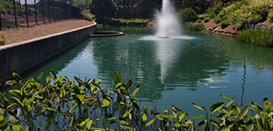 Coontails Coontails in a pond