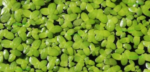 Duckweed Duckweed in a pond