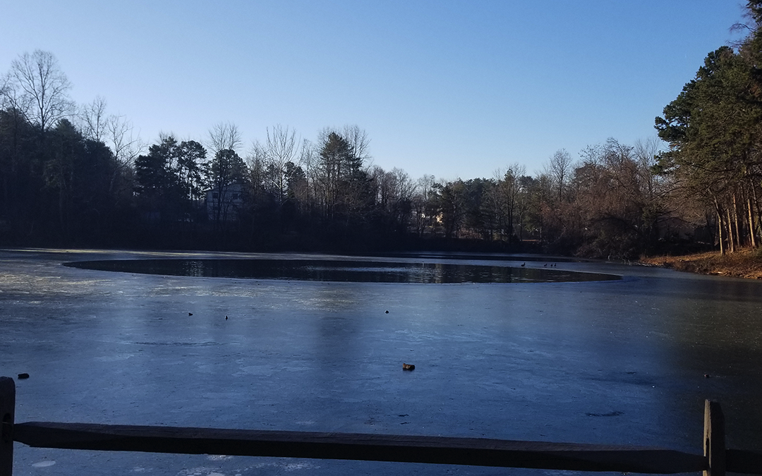 Do Aquatic Weeds Survive in Ponds in Winter?