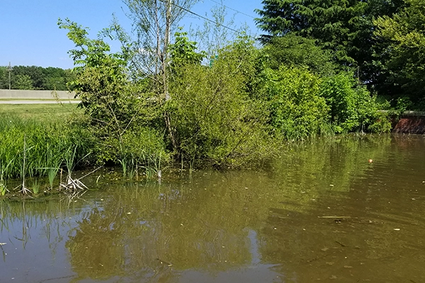 Brush & Overgrowth on a pond shore Get your pond ready for spring - overgrowth on a pond shore