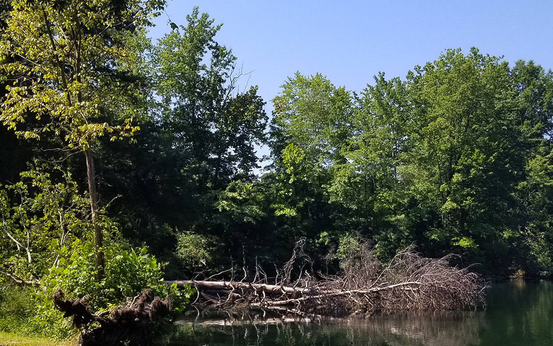 Get Your Pond Ready For Spring