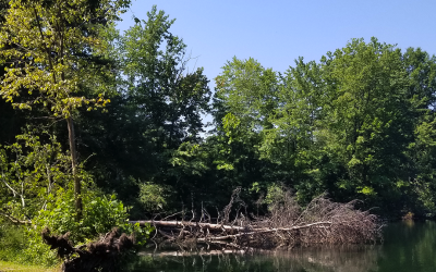 Better Pond Blog 17 Get Your Pond Ready For Spring