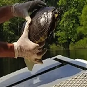 Turtle Traps in a pond