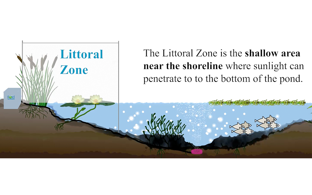Improve Your Ponds Ecosystem with Effective Shoreline (Littoral Management)