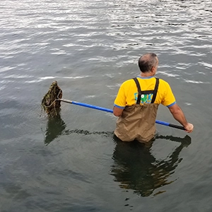 Manual Weed Removal Pond Lake Management Manual Weed Removal