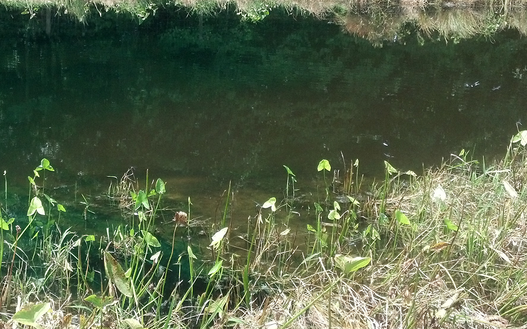 The Difference between Pond Algae and Pond Weeds