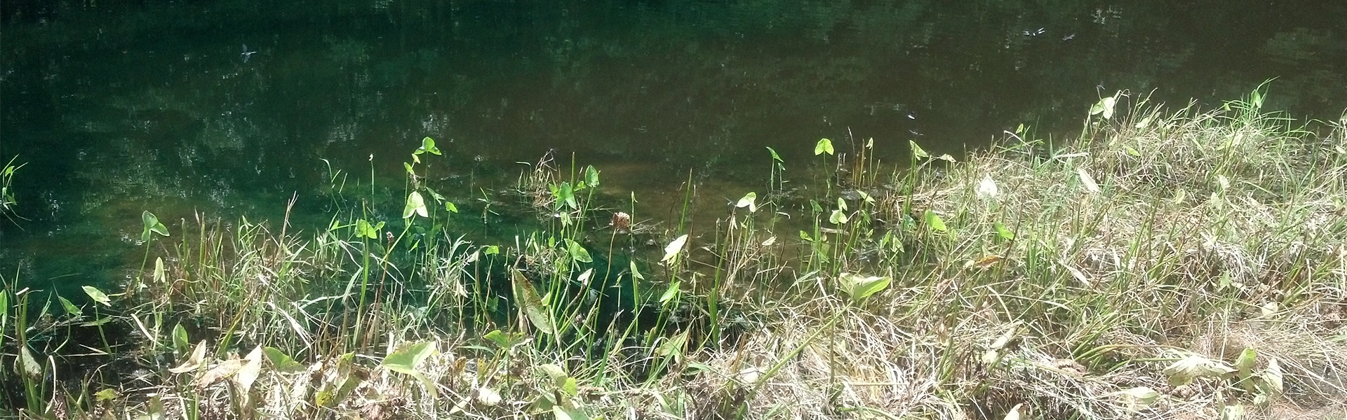 Shoreline_Weeds_Grass Pond Algae and Weed control