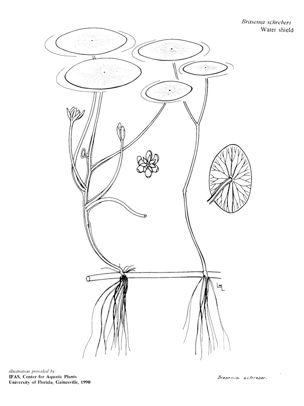 Watershield Pond Weeds Illustration 