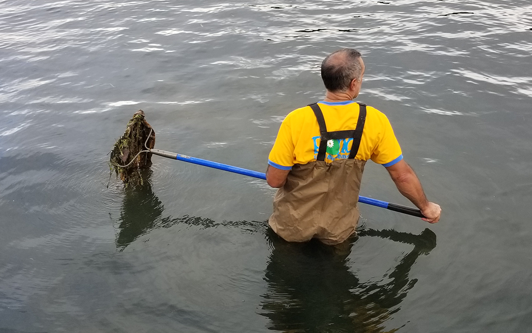 The Best Solutions to Control Pond Weeds & Algae as Summer Approaches?