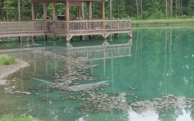 Better Pond Blog 6 When to Treat Weed & Algae: Your Complete Timing Guide