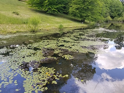 PondWeeds_in_a_pond Water Lillies along the edge of a pond