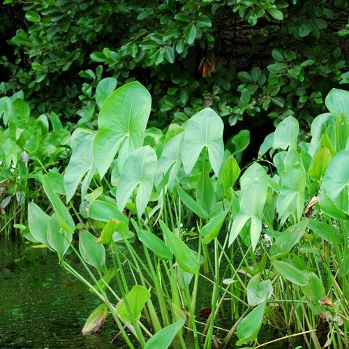 Arrowhead-Square-no-Circle Arrowhead Aquatic Pond Plants