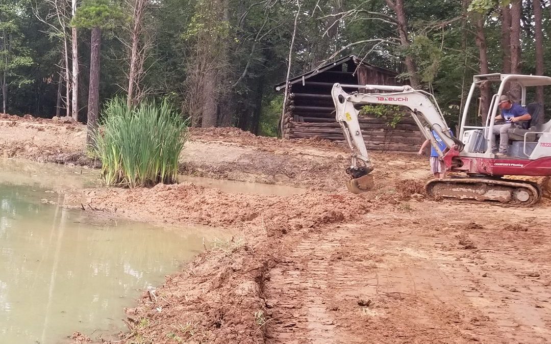 Should I Add Fish and Plants to My New Pond?