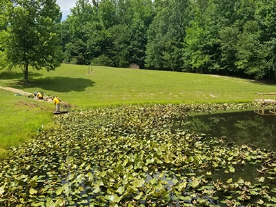 Lilly Pads Lilly pads in a new pond