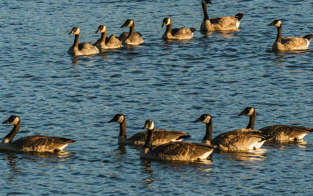7 Proven Geese Deterrents for your Pond