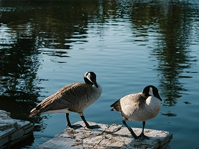 Geese on a Wall Geese on a Wall