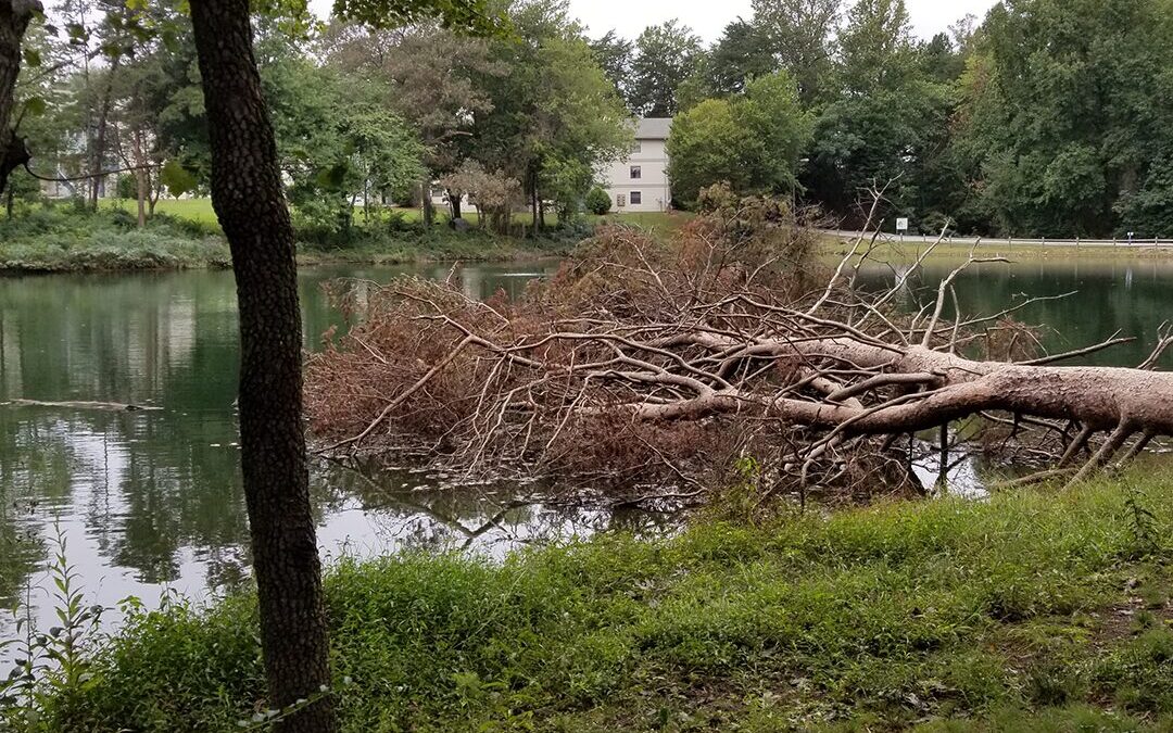 Tools needed for a Pond Clean Up