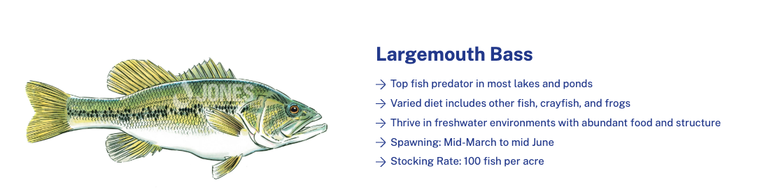 largemouth bass