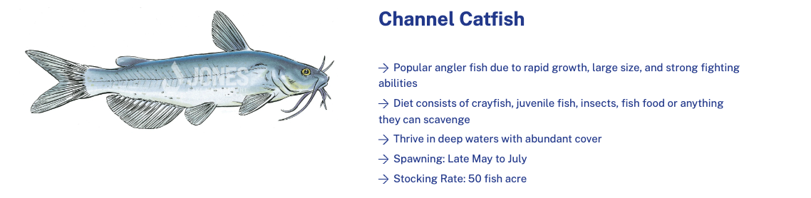 channel catfish