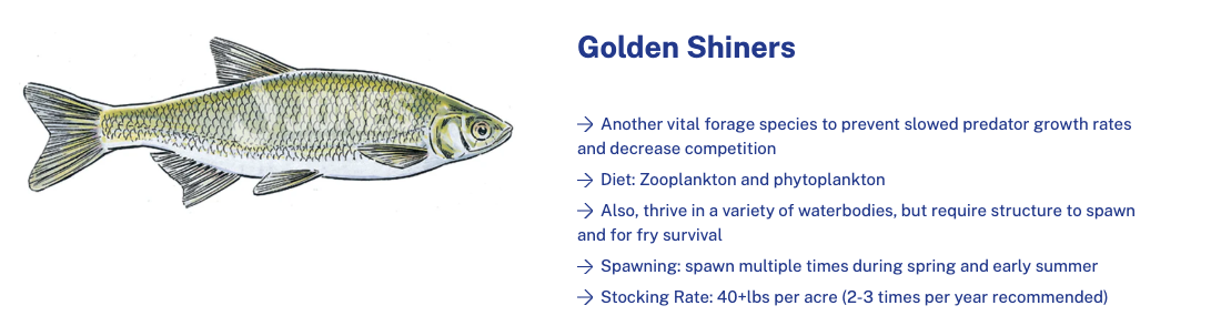 golden shiners